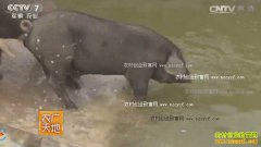 [ũ�����]���������� �Ĵ��ڽ�����ɢ�������¸���Ƶ