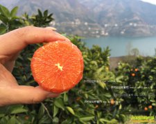 ��������������2000ĶѪ�ȷ��������