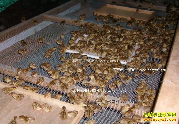 ������ֳ�����ȣ�