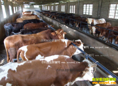 ������ţ���ʼ���Ҫ��