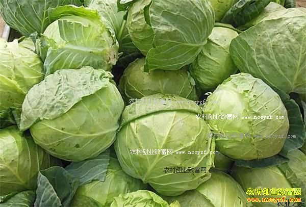 2016����Ĳ˼۸����飺���Ĳ��չ��۸񴴽������¸�