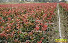 ����ƽ��ɽտ����������200��Ķ�̻���ľ������·