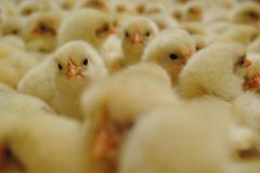 ���¼���۸�����Ԥ�⣺����۸���λ����