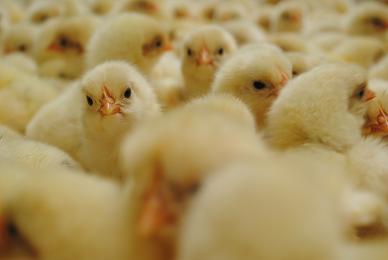 ���¼���۸�����Ԥ�⣺����۸���λ����