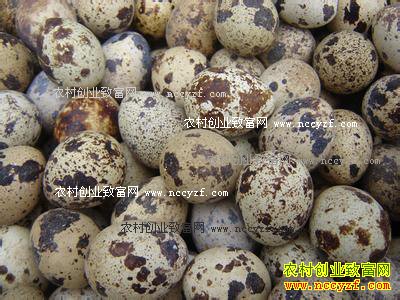 ���ȵ�����Ǯһ�2016��11��24�����ȵ��۸�����