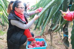 ɽ������ʷ��ΰ������ֲ������Ч���Ķ����8��Ԫ