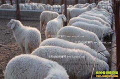 ������۸�����Ԥ�⣺��۸��Ի����ǡ������������