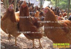 2016��ë���۸�����Ԥ�⣺ë��������õķ���չ