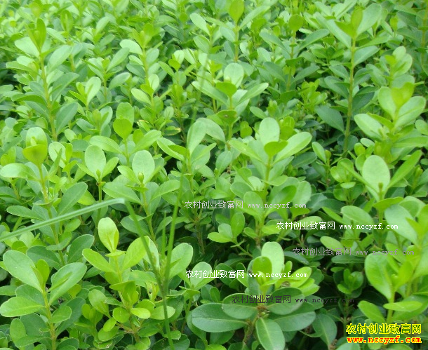 СҶ����۸����飺�ӱ�СҶ����۸�����