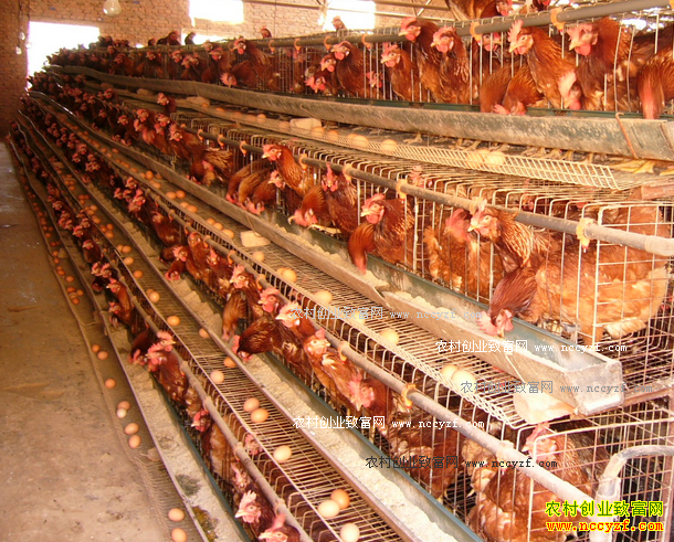 �ӱ�Χ����������ֳ1.1��ֻ����������14��Ԫ