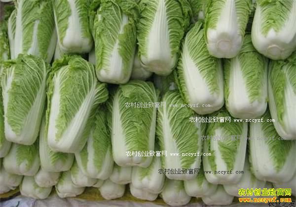 �ӱ��ײ˼۸����飺�ӱ�����ײ˼۸�������������