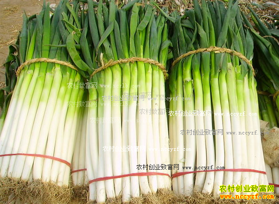 �ӱ���м۸����飺�ӱ�������м۸��½�