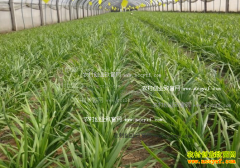 �ӱ���ͤ����²˼۸���г�����Ӧ��