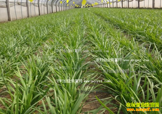 �ӱ���ͤ����²˼۸���г�����Ӧ����