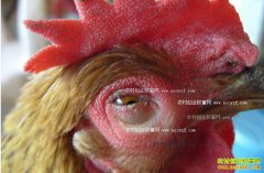 ����Ⱦ�Ա��׵�֢״����η��μ���Ⱦ�Ա��ף�