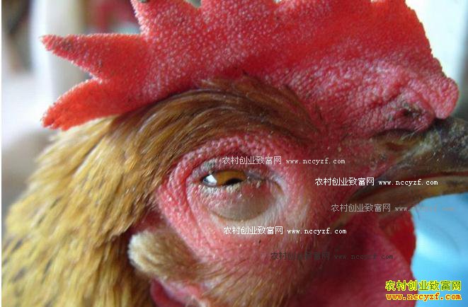 ��η��μ���Ⱦ�Ա��ף�