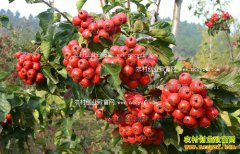 2016��ɽ髼۸����飺ɽ髷�� �������