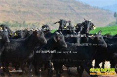 �Ĵ�Ӫɽ��۸����� ��ֳӪɽ��ɽ���׬Ǯ