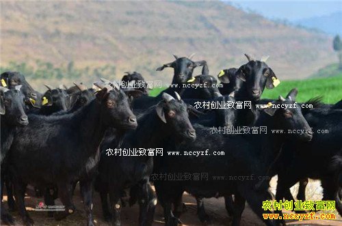 �Ĵ�Ӫɽ��۸����� ��ֳӪɽ��ɽ���׬Ǯ