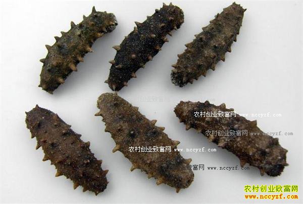 2016�꺣�μ۸����飺�������߳���������