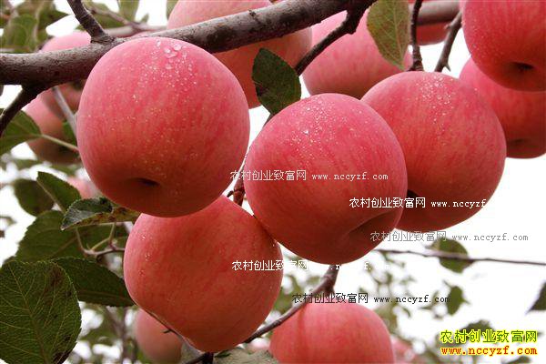 �ӱ���������ƻ������ֱ����Ч��