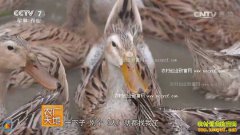 [ũ�����]����������Ѽ��ֳ������Ƶ