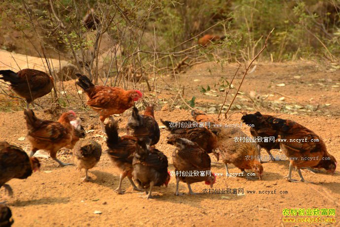 �ӱ����غ�������̬����Ч���