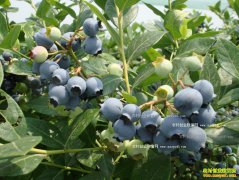 [ũ�����]�Ϻ���ɵ�ӡ���������������ݮ��ҵ�¸�