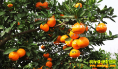 ������ټ۸����飺�������м۸����� ��������ȥ��