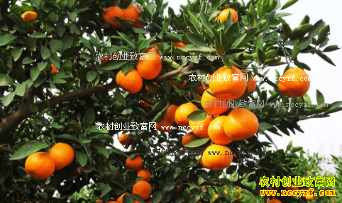 ������ټ۸����飺�������м۸����� ��������ȥ��