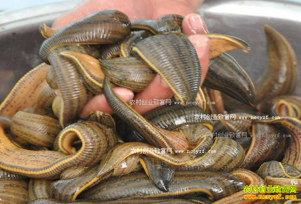 ����Ǳ����������ֳˮ���괿����70����Ԫ