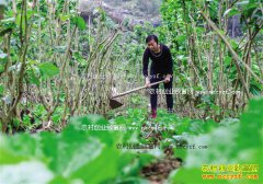 ����ǭ���ں���ɣ԰�����߲�ÿĶ����1000Ԫ