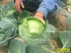 �����˳ǣ����������ũ���ָ���һĶ����1��Ԫ