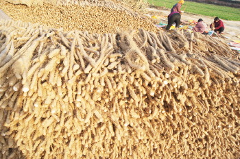 ɽ�������أ���ֲ��ɫ����ɽҩ�г�������