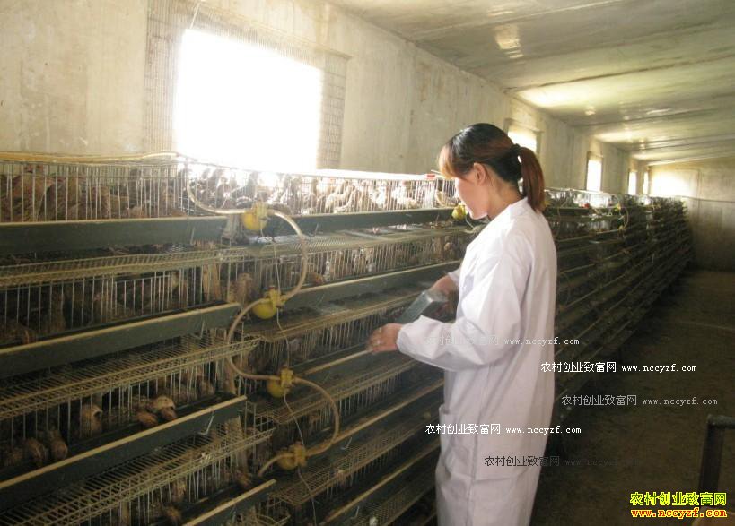 ������ֳ��������������ι����ͺô���