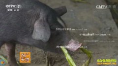 [ũ�����]����ͭ�������ֳ���������ĺ�����ֵǮ