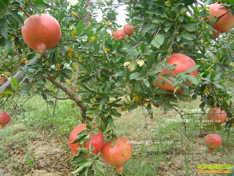 ������ʩ�޼Ұ�����ɽ����ͻ��˹����ʯ��