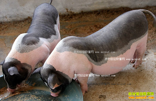 ���ϱ�ͤ����ָɽ�����