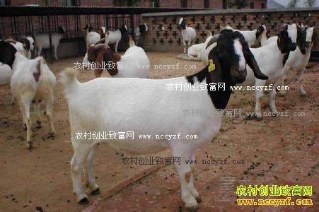 ������������ɽ�򶬼�������������Ҫ��