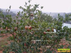 ��ֲ�Ͳ���׬Ǯ���Ͳ��ѹ���Ӧ�� �չ��۳����߸�