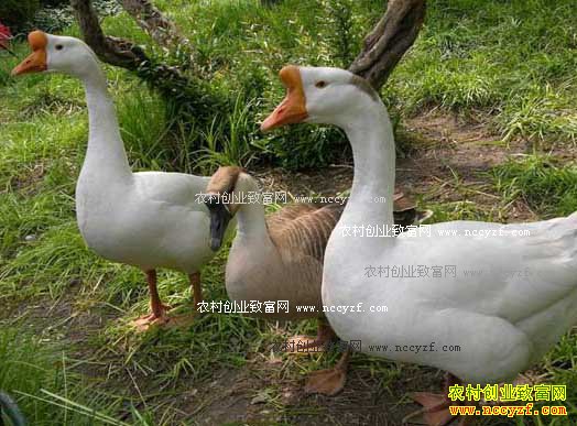 ����������ľ���ֲ�������׶�һֻ������140Ԫ