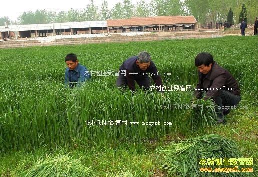 ����������ľ���ֲ�������׶�һֻ������140Ԫ