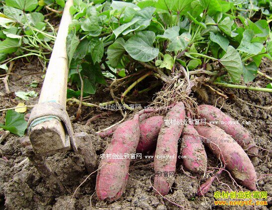 ���ս��ס��������������ֺ���Ķ����3000Ԫ