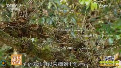 [ÿ��ũ��]���������ϵ�����ҩ��ʯ��