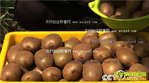 ����������׬300��Ԫ�ı���(2016.12.06)