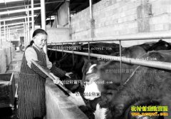 ����ǭ��л������ֳ110ͷ��ţ������70����Ԫ