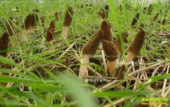 ʲôʱ����ֲ��Ǿ����Ĵ���ֲ��Ǿ�Ҫ�ڶ���ǰ