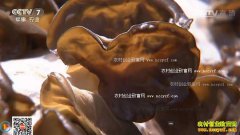 [�Ƽ�Է]�����������������ɣ֦��ľ���������