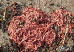 ɽ���Ͳ�������ֳ��򾴴ҵ�¸�