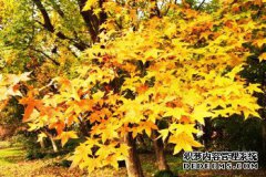 ɽ�����ݣ���ֲԪ�����ũ����ƶ�¸�����Ŀ